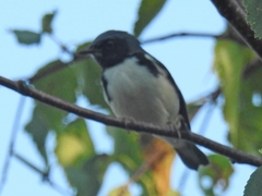 Setophaga caerulescens