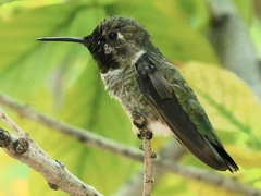 Trochilidae