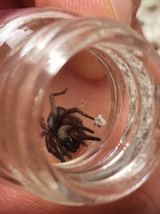 Scotophaeus scutulatus