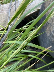 Sporobolus alterniflorus