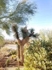 Yucca brevifolia