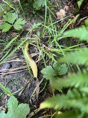 Ariolimax columbianus