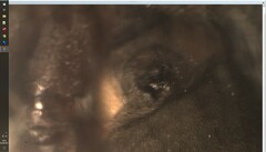 Scotophaeus scutulatus