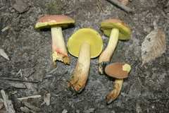 Lanmaoa pseudosensibilis