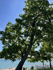 Catalpa speciosa