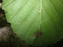 Bucculatrix cidarella