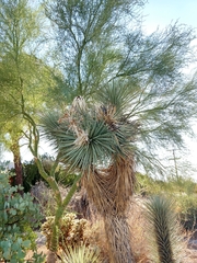 Yucca brevifolia