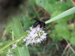 Melissodes bimaculatus