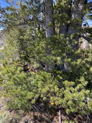 Pinus albicaulis