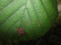 Bucculatrix cidarella