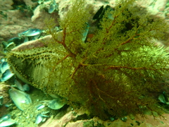 Cucumaria frondosa