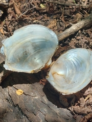 Pyganodon grandis