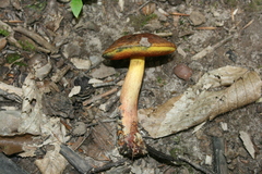 Boletus subvelutipes