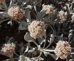 Eriogonum pauciflorum
