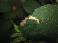 Coptotriche marginea