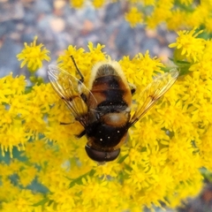 Eristalis intricaria