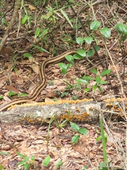 Pantherophis alleghaniensis