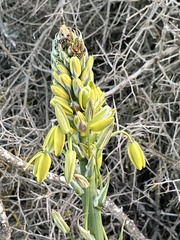Albuca canadensis
