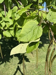Catalpa speciosa