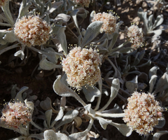 Eriogonum pauciflorum