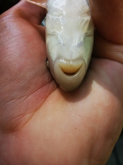 Moxostoma erythrurum