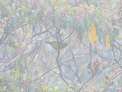 Chlorophonia cyanea