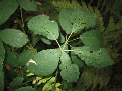 Coptotriche marginea