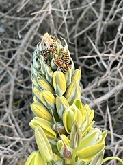 Albuca canadensis