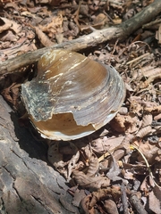 Pyganodon grandis