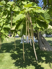 Catalpa speciosa