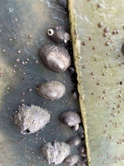 Siphonaria naufragum