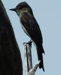 Contopus sordidulus