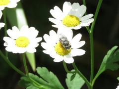 Tanacetum parthenium