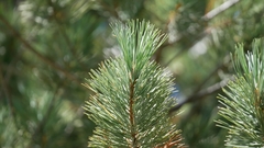 Pinus flexilis