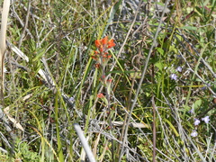 Castilleja coccinea