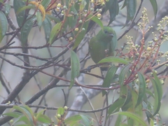 Chlorophonia cyanea