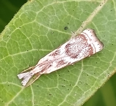 Microcrambus elegans