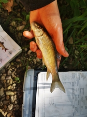 Moxostoma erythrurum