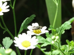 Tanacetum parthenium