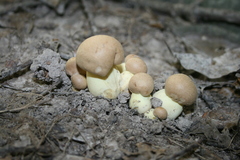 Retiboletus ornatipes