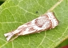 Microcrambus elegans