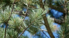 Pinus flexilis