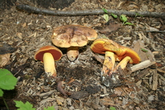 Boletus subvelutipes