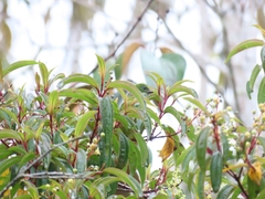 Chlorophonia cyanea