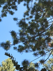 Pinus flexilis