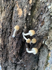 Psathyrella piluliformis