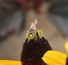 Philanthus ventilabris