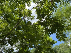 Carya cordiformis