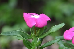 Catharanthus roseus