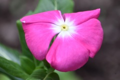 Catharanthus roseus